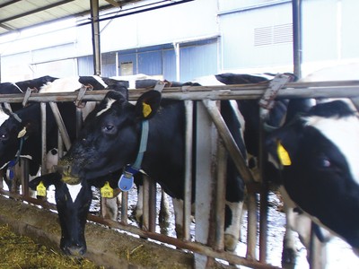 Ngành chăn nuôi lo áp lực cạnh tranh từ CPTPP