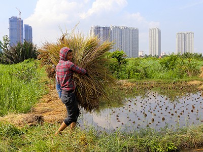 Người dân bán đảo Thanh Đa sống như ở miền quê dù cách trung tâm Sài Gòn chừng 3 km. Ảnh: Quỳnh Trần.