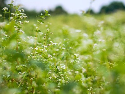 Trước đây hoa tam giác mạch là cây đặc trưng được người Mông (Hà Giang) trồng xen trong những hốc đất bồi của vùng núi đá tai mèo, thường nở rộng từ tháng 10 đến tháng 12. Về sau này hoa tam giác mạch được  trồng ở nhiều nơi khác như Sơn La, Điện Biên..., thậm chí cả Hà Nội.