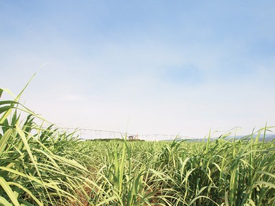 Doanh nghiệp mía đường loay hoay vượt khó