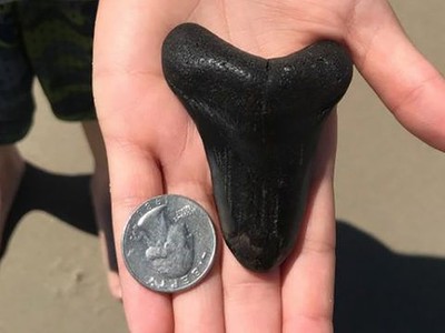 Chiếc răng cá mập megalodon có niên đại gần 3 triệu năm được tìm thấy trên bờ biển.