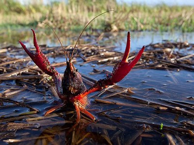 Tôm hùm đất (Cherax quadricarinatus) là loài cấm nhập khẩu vào Việt Nam.