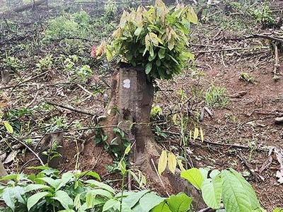 Nguyên trưởng ban quản lý rừng phòng hộ ở Nghệ An bị bắt