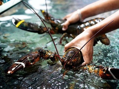 Với mức giá nhập rẻ, tôm hùm nhập từ Mỹ có lợi thế cạnh tranh hơn hẳn.