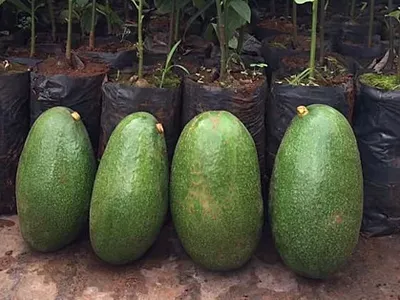 Mỗi trái bơ nặng trung bình trên 1 kg.