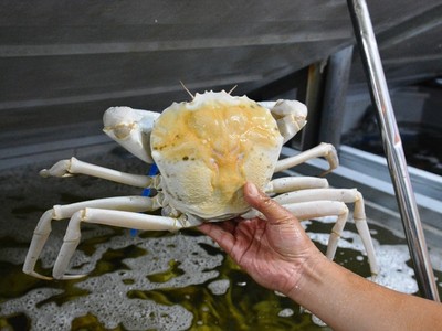 Cua pha lê giá 2,15 triệu đồng/kg, mỗi con cua có giá trên dưới 4 triệu đồng.