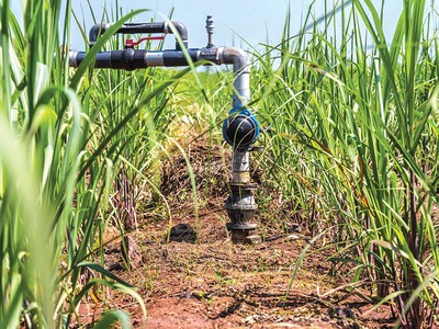 Hệ thống tưới tiêu nhỏ giọt tại Ấn Độ (Nguồn: GCPF).