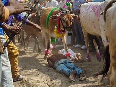 Nằm trên đất chờ đàn bò dẫm đạp lên người.