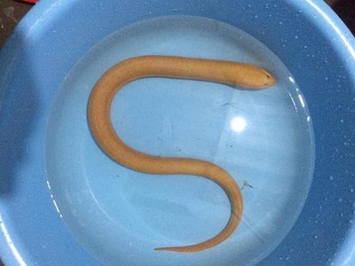 Con lươn có màu vàng óng toàn thân.