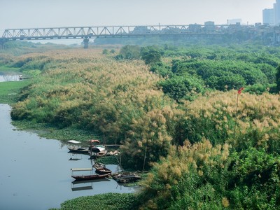 Lạc vào cánh đồng cỏ lau đẹp như xứ sở thần tiên dưới chân cầu Long Biên