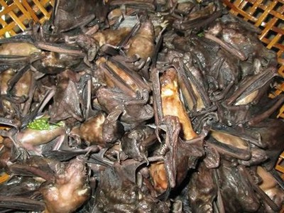Dơi - loài vật có vẻ ngoài gớm ghiếc nhưng lại là đặc sản ngon trứ danh ở miền Tây sông nước. Ảnh minh họa.