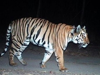 Con hổ đi qua hai bang ở Ấn Độ. Ảnh: BBC.