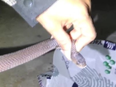 Rắn hổ mang bò lên giường nhà dân tránh rét