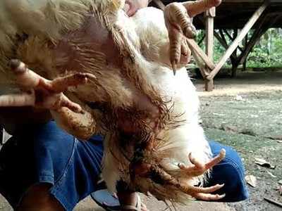 Có người hỏi mua con gà với giá hơn 80 triệu đồng, nhưng người chủ đã từ chối.