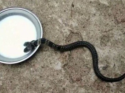 Phát hiện rắn hổ đất hai đầu