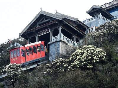 Hoa đỗ quyên trên đỉnh Fansipan