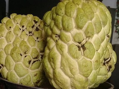 Những trái na đầu tiên ở vườn nhà ông Thành.