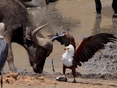 Đại bàng cá xòe vuốt tấn công trâu rừng