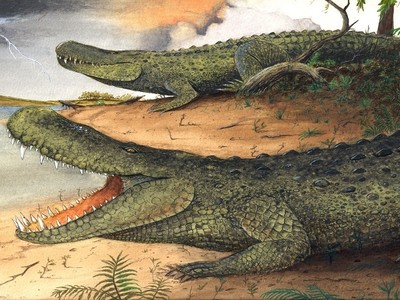 Cá sấu caiman tiền sử nặng ngang voi châu Á ngày nay. Ảnh: AFLY.