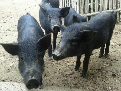 Heo mọi thường được thả rộng. Ảnh: MH.