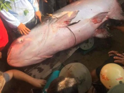 Khi ông cùng người dân khác dùng lưới vây bắt con cá và đưa lên bờ thì con cá đã chết.