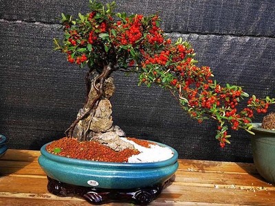 Cây táo gai ký đá tại vườn nhà ông Minh. Ảnh: NVCC.