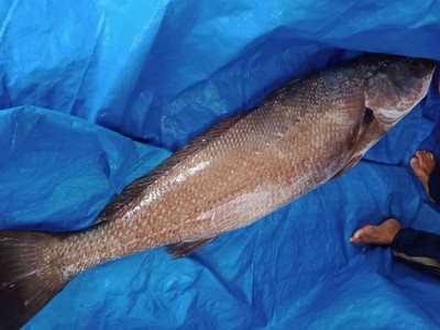 Ngư dân Quảng Nam câu được cá nặng 10kg, nghi là sủ vàng quý hiếm