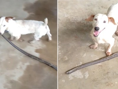 Chó cắn cổ rắn tha về nhà chủ