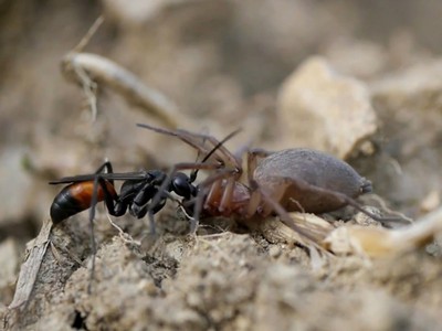 Đàn kiến trộm nhện sói khỏi tay ong bắp cày