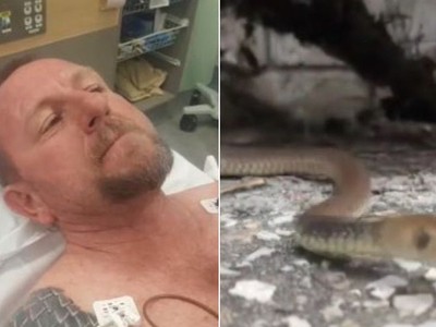 Rắn nâu phương đông tấn công người bắt rắn