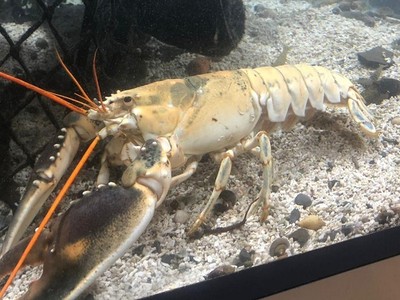 Tôm hùm trắng ngà mắc chứng bạch biến. Ảnh: Fox News.