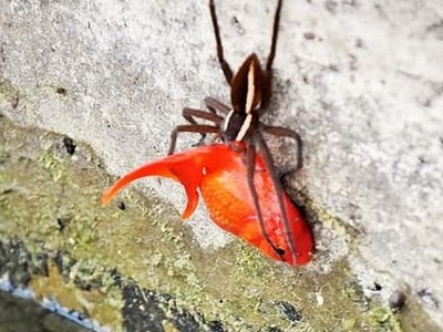 Nhện vườn ươm và bữa ăn to quá khổ. Ảnh: Sun.