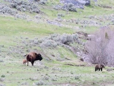 Bò mẹ đối đầu gấu xám và chó sói để bảo vệ con