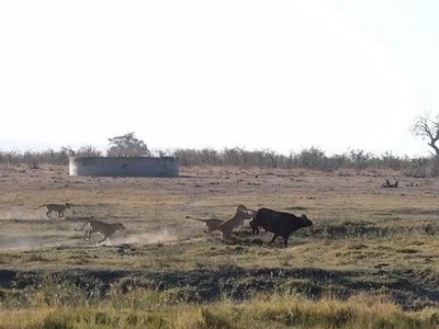 Trâu rừng liều mạng tấn công đàn sư tử