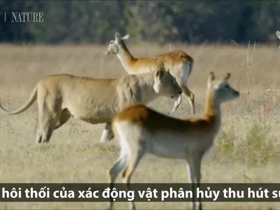Hà mã ngăn sư tử và linh cẩu ăn xác đồng loại