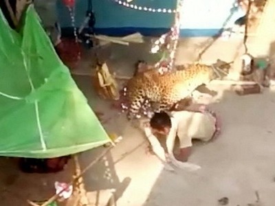 Báo hoa mai vào làng vồ bị thương 7 người