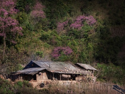 Sắc hoa nhuộm hồng núi rừng Tây Bắc dịp cuối Đông