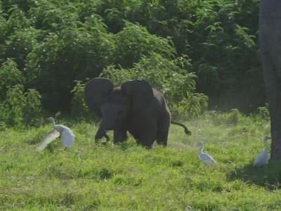 Voi con suýt lạc mẹ vì mải đuổi theo diệc bạch