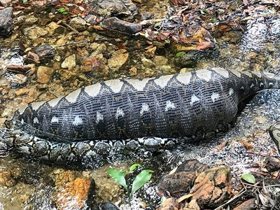 Trăn nằm nghỉ dưới suối sau khi nuốt chửng lợn rừng