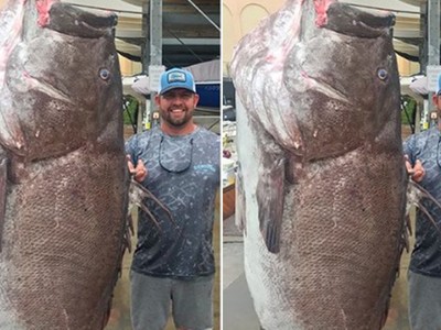 Cá mú già nặng gần 160 kg cắn câu