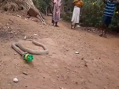 Hổ mang oằn mình nôn ra chai nhựa