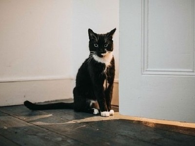 Mèo đuổi đánh ba con sói đồng cỏ mò vào nhà chủ