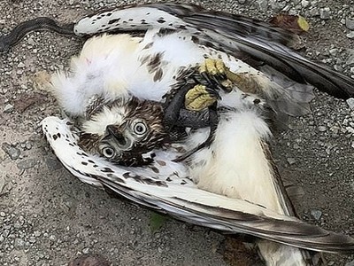 Tình thế mắc kẹt của rắn chuột và ưng đuôi lửa. Ảnh: Sun.