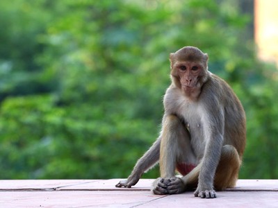 Khỉ gây ra nhiều rắc rối ở Ấn Độ. Ảnh: Gizmodo.