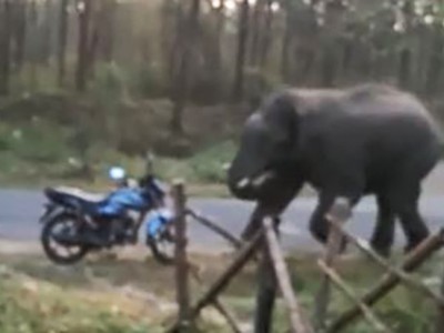 Voi nổi giận hất văng xe máy của kiểm lâm