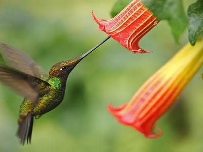 Loài chim ruồi có mỏ dài hơn thân