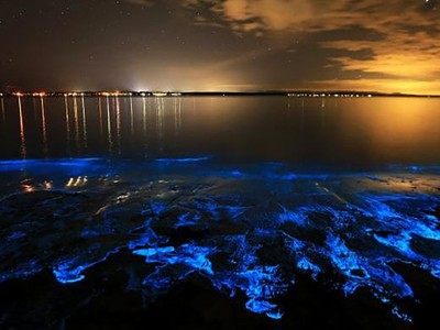 Tảo phát quang nở rộ khiến bãi biển rực sáng