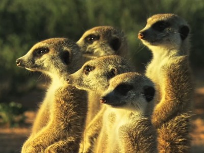 Đàn cầy vằn phản ứng hài hước trước camera ẩn