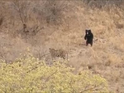 Gấu lợn đứng thẳng dọa hổ bỏ chạy