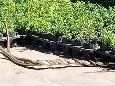 Cặp 'mãng xà' tỏ ra khá dạn.